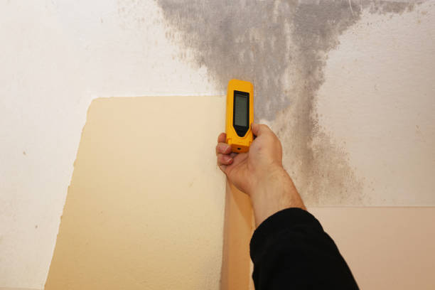 Best HVAC Mold Inspection and Cleaning  in Lake Magdalene, FL