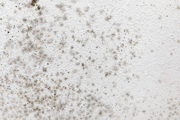 Best Basement Mold Removal  in Lake Magdalene, FL