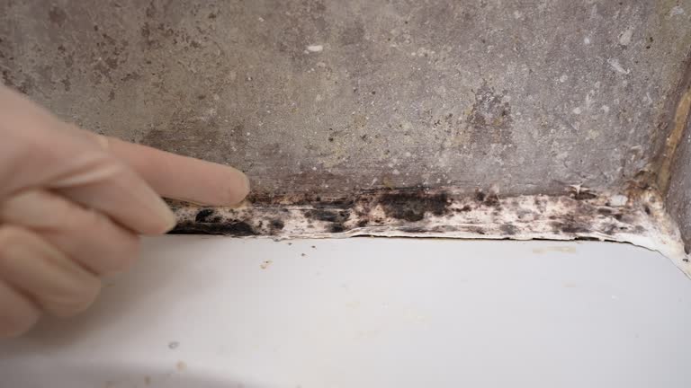 Reliable Lake Magdalene, FL Mold Removal Solutions